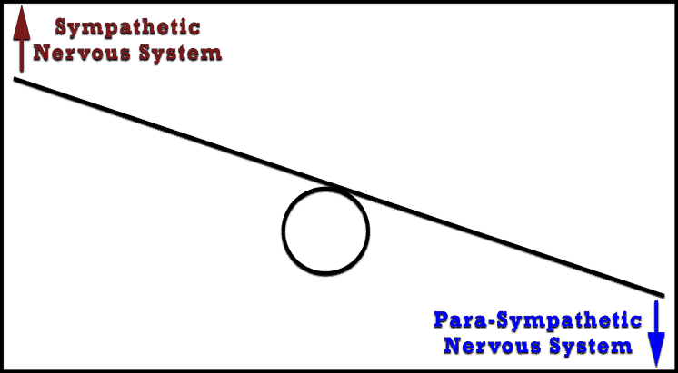parasympathetic and sympathetic nervous system