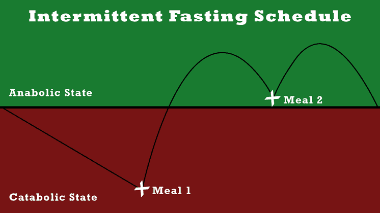 intermittent-fasting-schedule-anabolic-catabolic