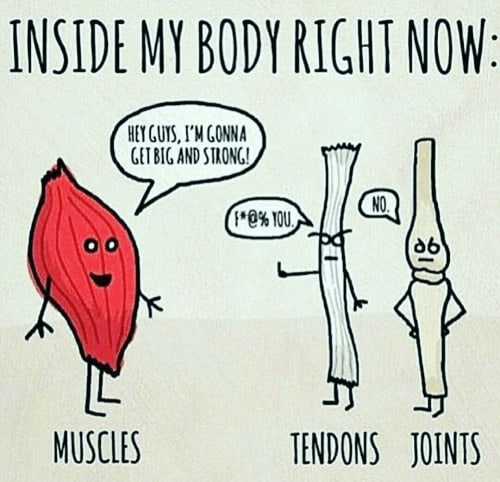 joints-vs-tendons-myo-reps